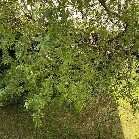 Nona - 200m From The Διαμέρισμα